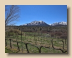 Sutcliffe Winery 1